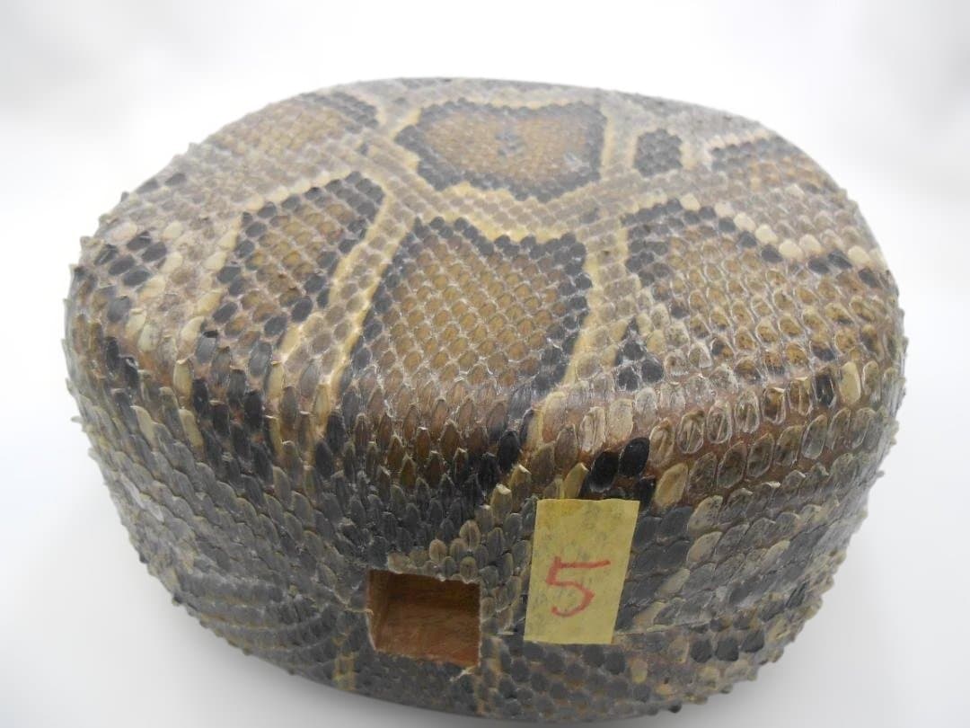 #5H現品販売(送料無料) 新品14.000円N蛇皮強化張チーガ 今年３月作成