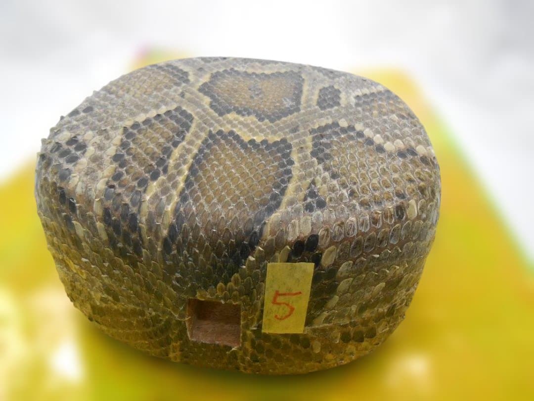 #5H現品販売(送料無料) 新品14.000円N蛇皮強化張チーガ 今年３月作成