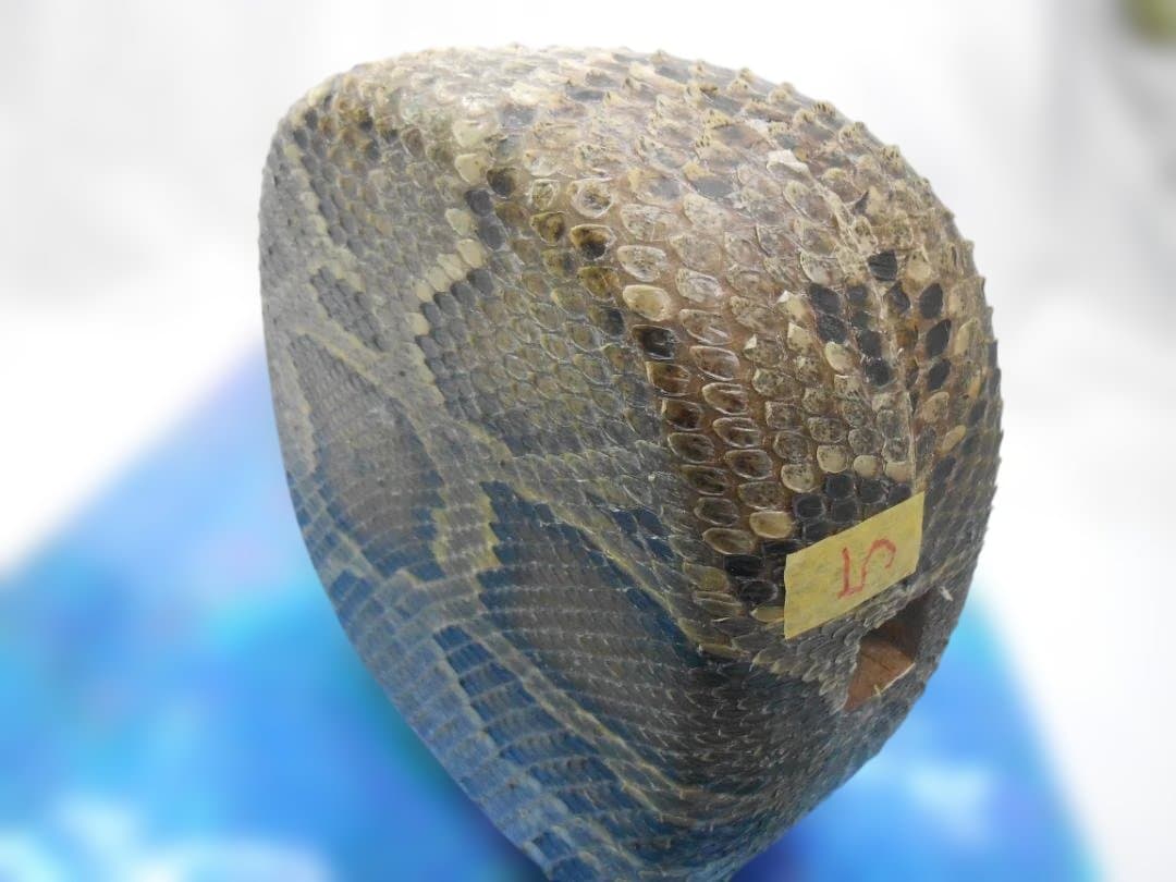 #5H現品販売(送料無料) 新品14.000円N蛇皮強化張チーガ 今年３月作成