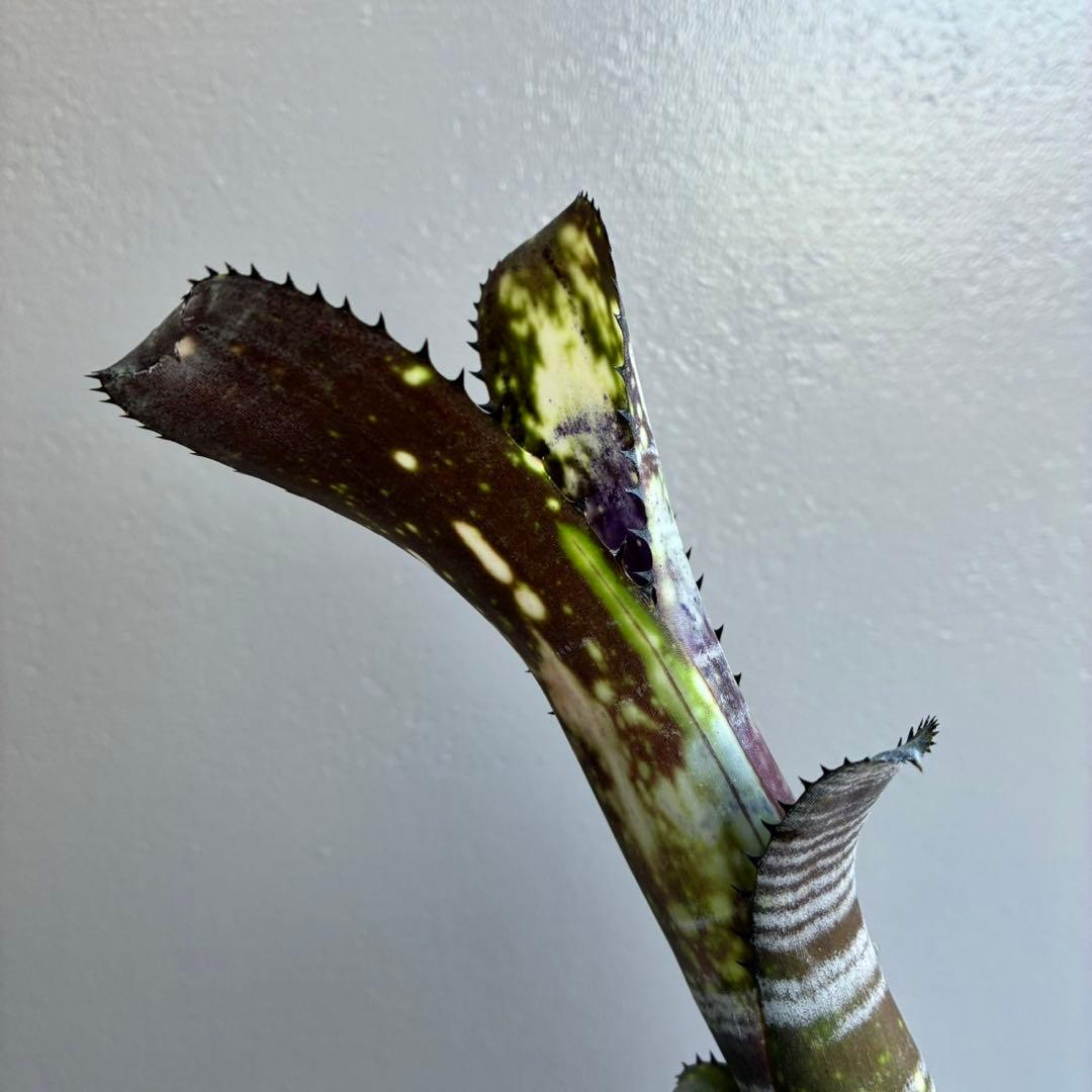 【極上】ビルベルギア ”ミッドナイトサン”