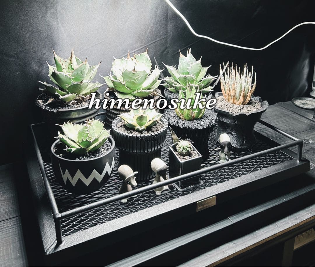 ☆送料込み☆水受けトレー付アイアン天板　即購入OK 植物育成　アガベ　塊根