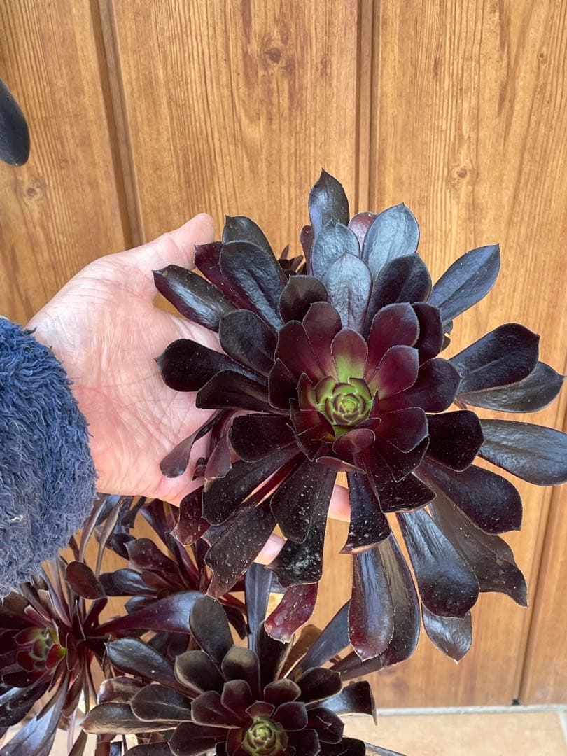 黒法師　鉢植え