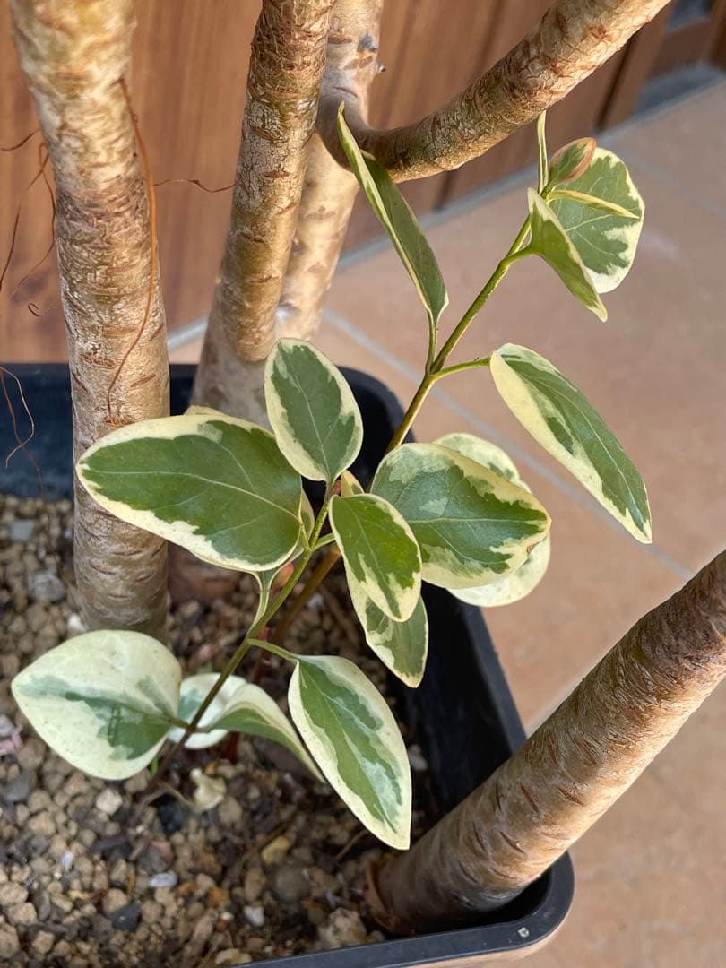 黒法師　鉢植え