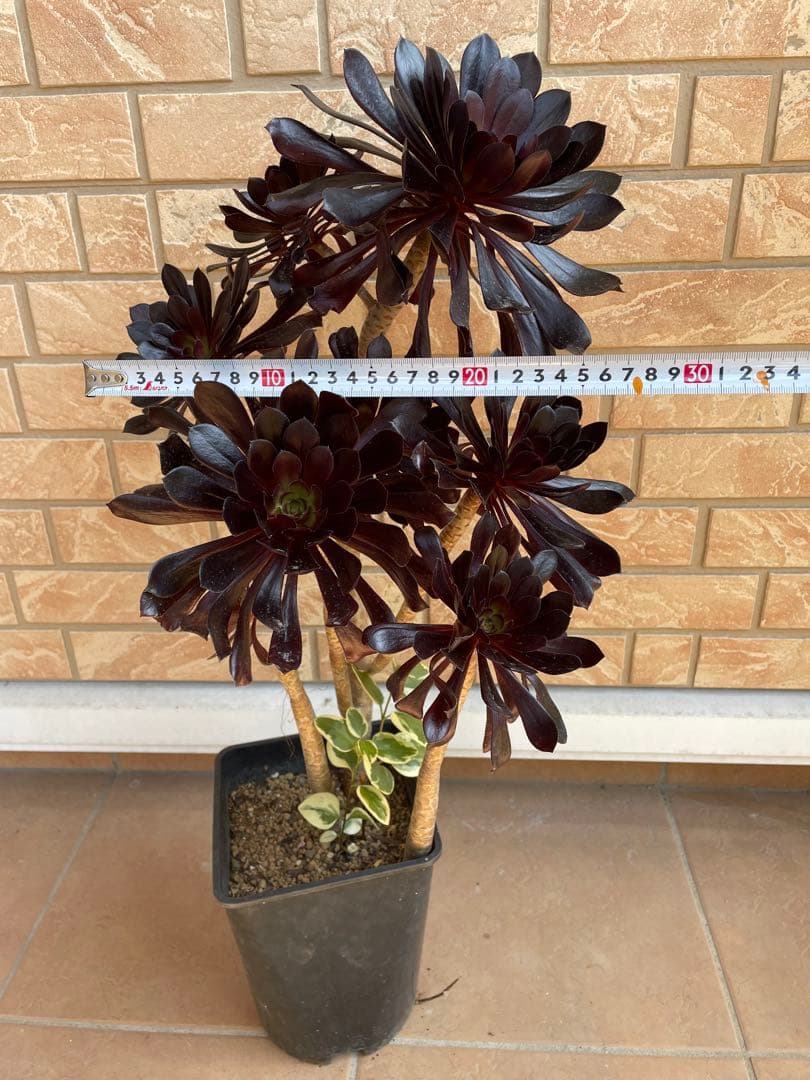 黒法師　鉢植え