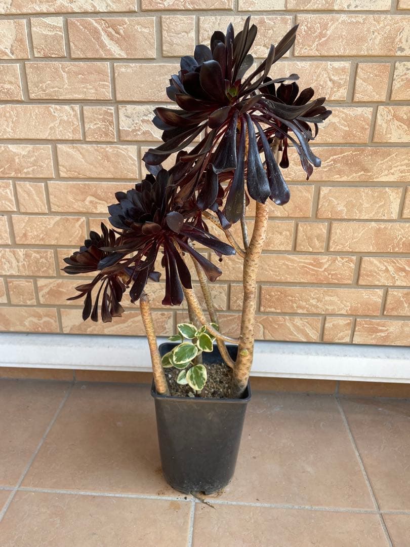 黒法師　鉢植え