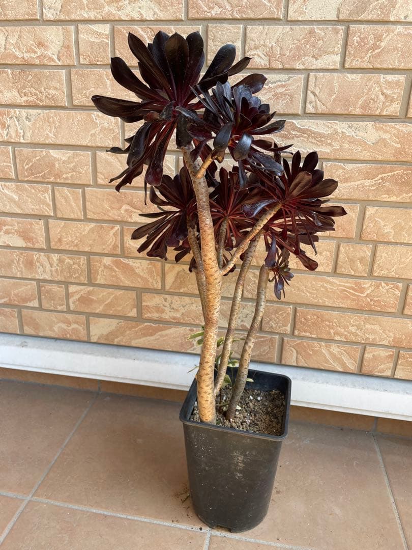 黒法師　鉢植え