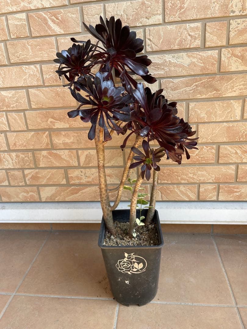 黒法師　鉢植え