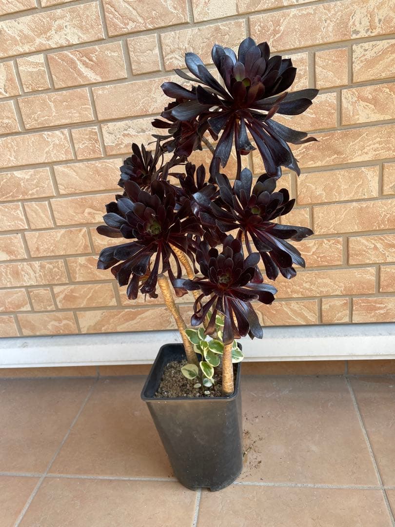 黒法師　鉢植え