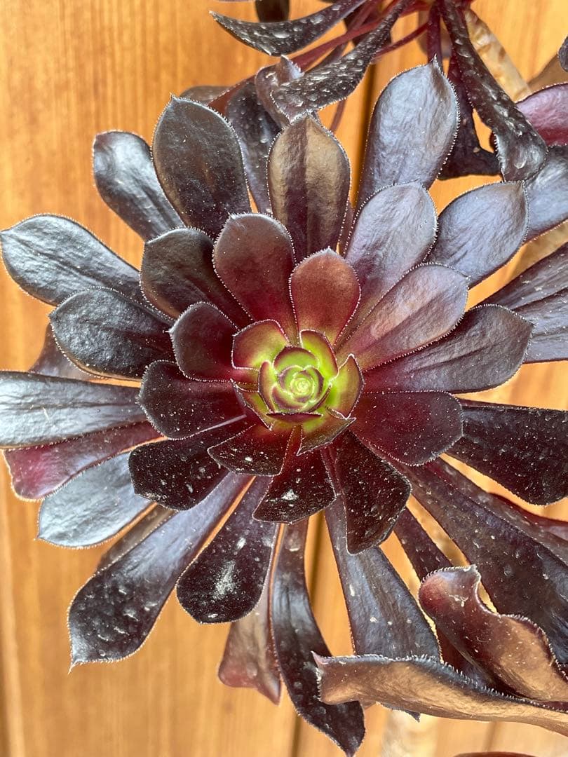 黒法師　鉢植え