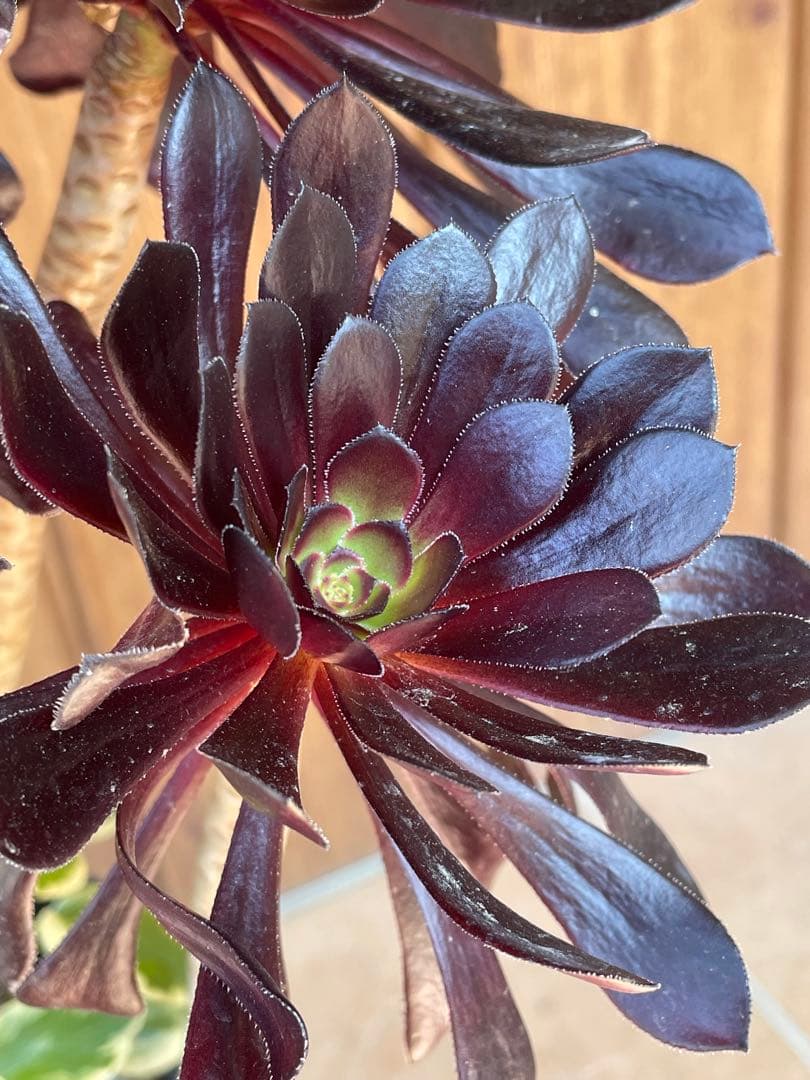 黒法師　鉢植え