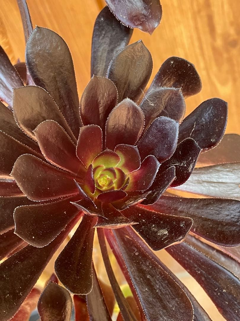 黒法師　鉢植え