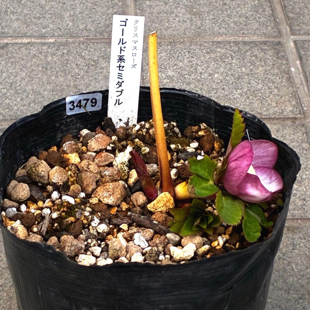 b*o様 3479☘️ラスト2☘️蕾花、タグ付き☘️⭐️SD⭐️小輪⭐️苺レモン