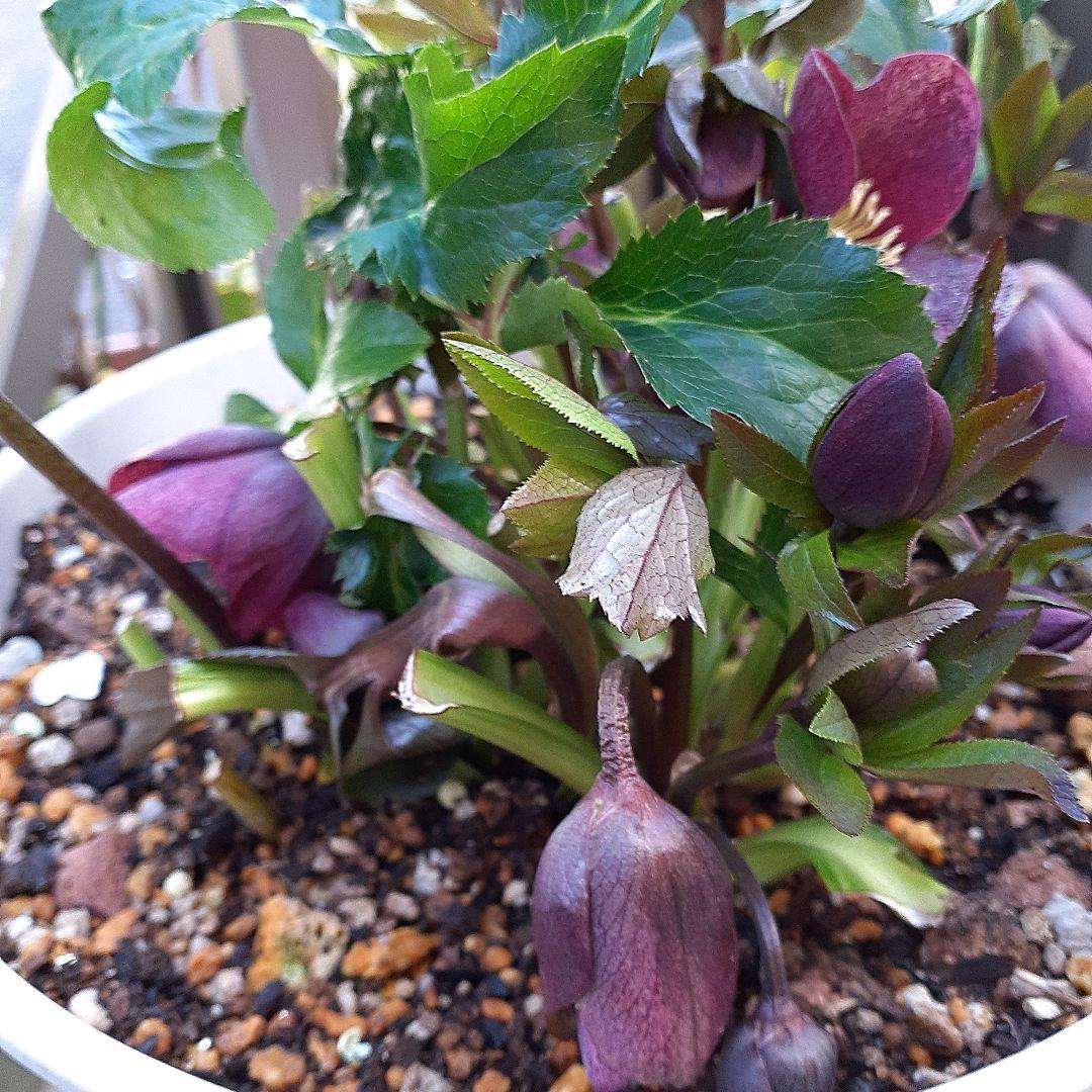 クリスマスローズ開花かぶ