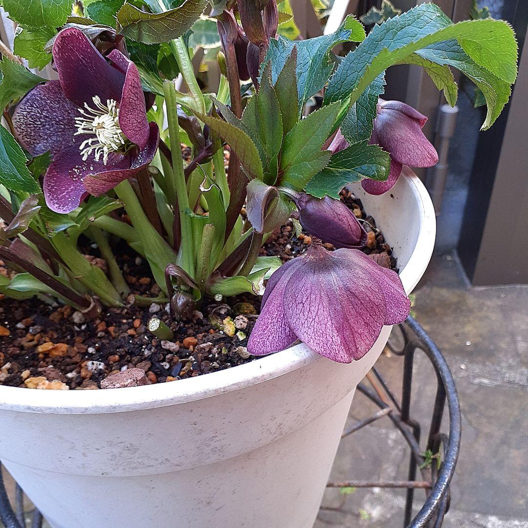 クリスマスローズ開花かぶ