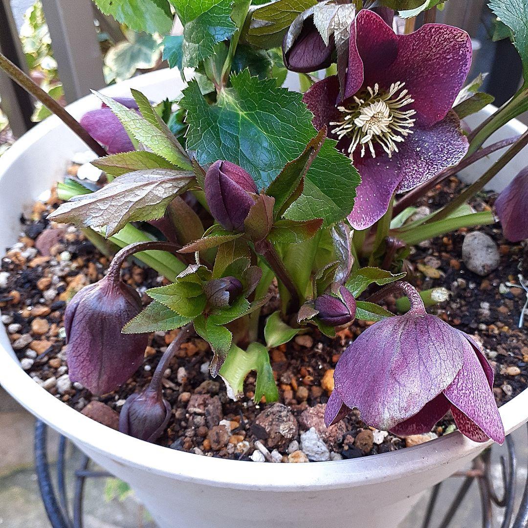 クリスマスローズ開花かぶ