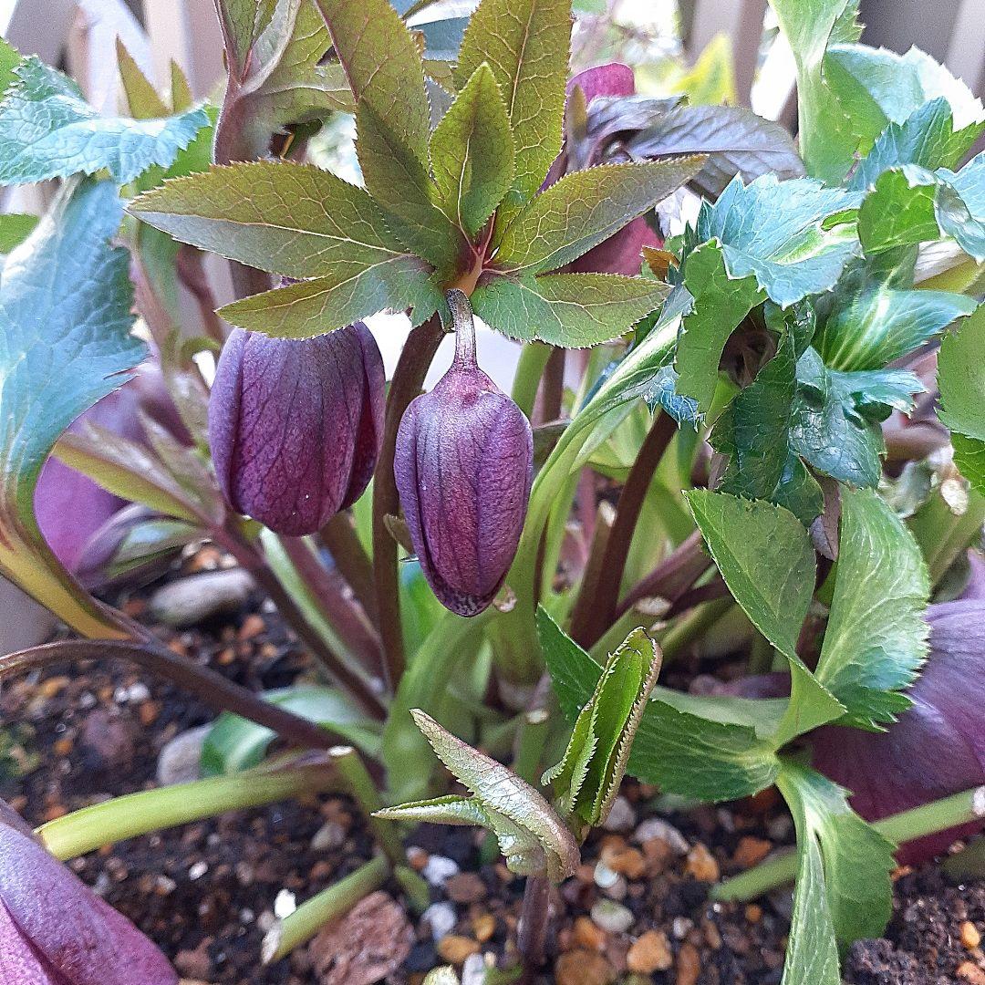 クリスマスローズ開花かぶ