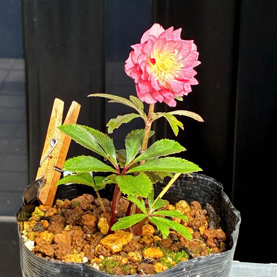 3761⭐️小輪多花性⭐️赤黒オーレア⭐️黒艶ピコ⭐️広瀬園芸⭐️