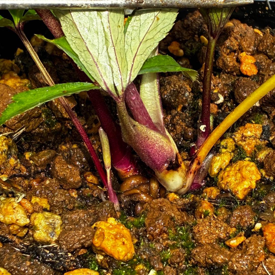 3761⭐️小輪多花性⭐️赤黒オーレア⭐️黒艶ピコ⭐️広瀬園芸⭐️