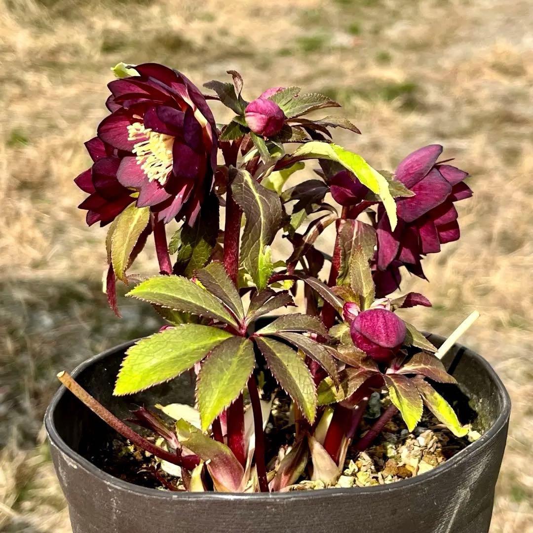 3761⭐️小輪多花性⭐️赤黒オーレア⭐️黒艶ピコ⭐️広瀬園芸⭐️