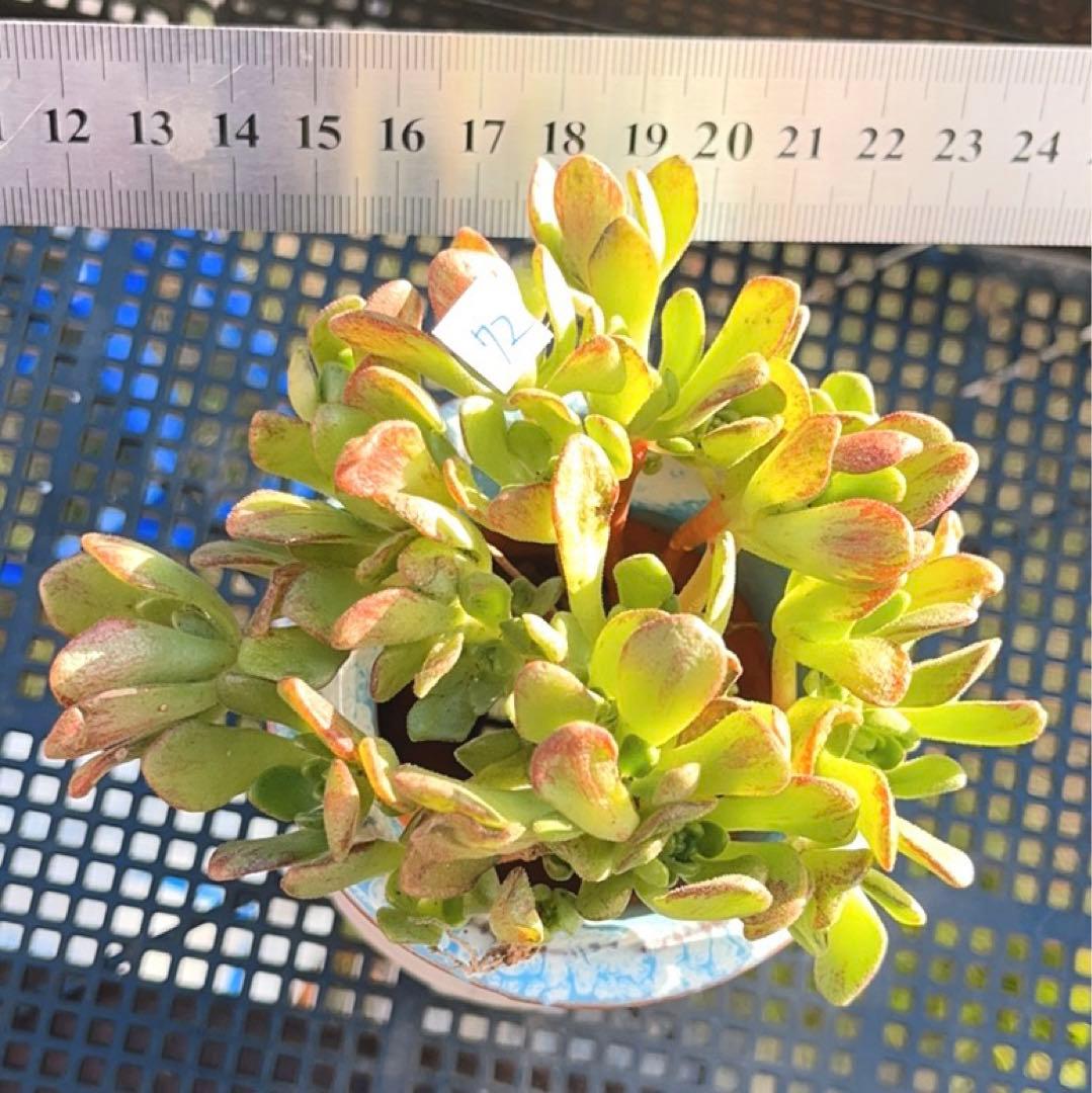 72 #多肉植物❤️アエオニウム❤️ リトルフォックス❤️19頭9cm拔き苗