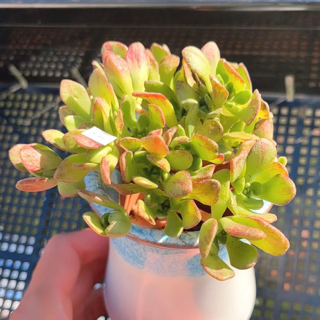 72 #多肉植物❤️アエオニウム❤️ リトルフォックス❤️19頭9cm拔き苗