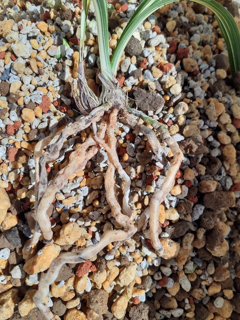 韓国春蘭　古宮　中透け縞　　抜き苗