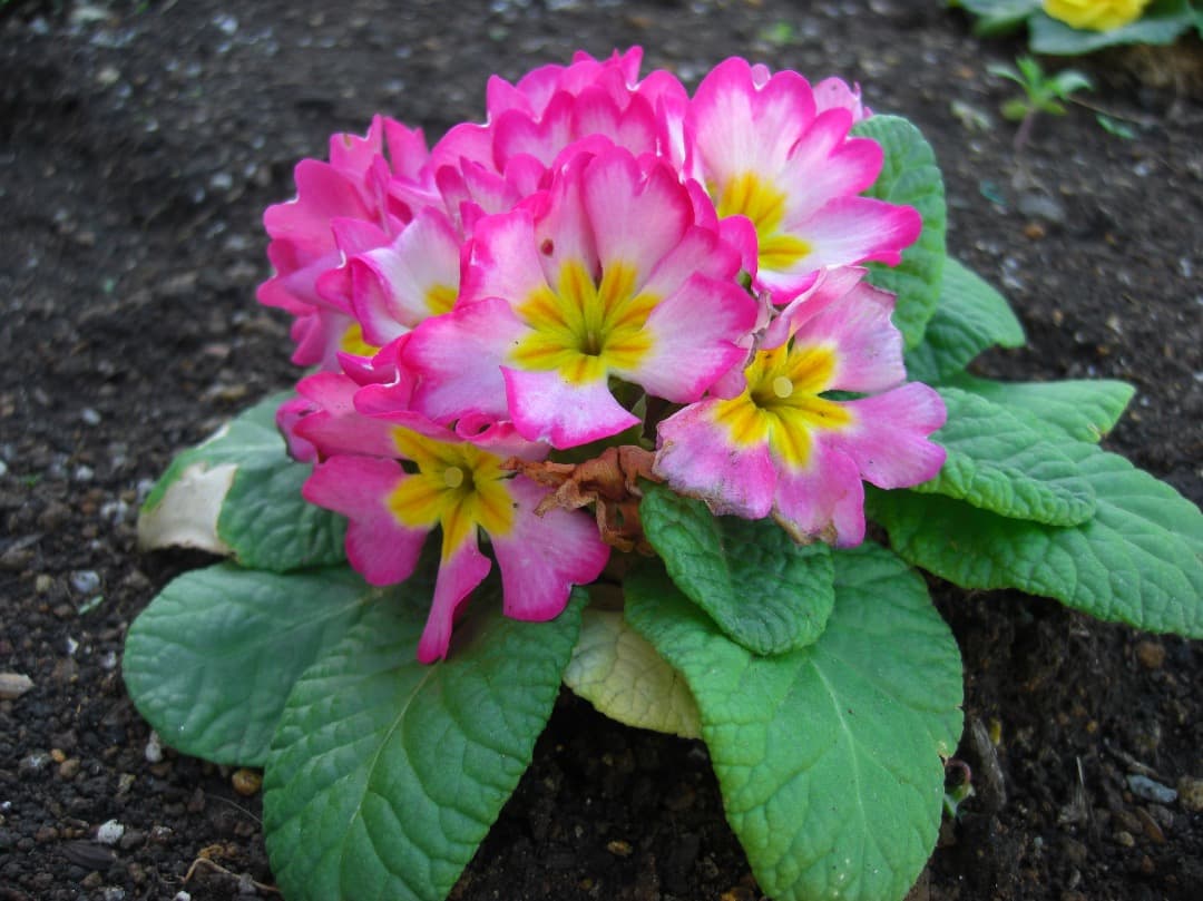 追加あり⭕️【動作確認済】CASIO EXILIM EX-Z1080