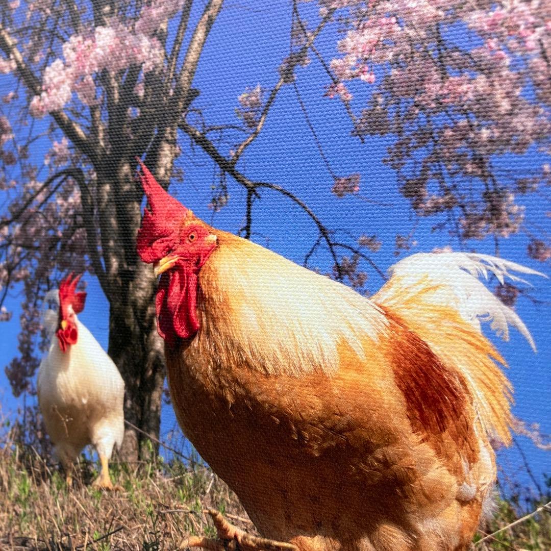にわとり写真　キャンバス生地
