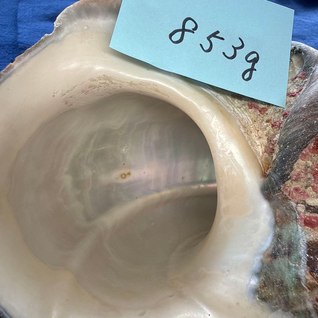 夜光貝　ヤコウ貝　まとめ売り　19個　17、0kg アクセサリー　ルアー