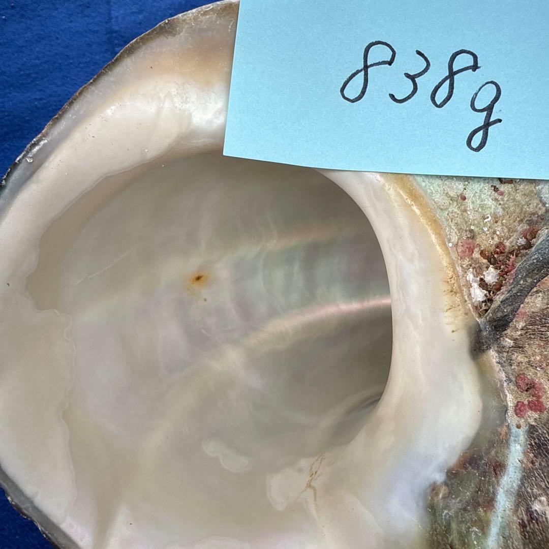 夜光貝　ヤコウ貝　まとめ売り　19個　17、0kg アクセサリー　ルアー