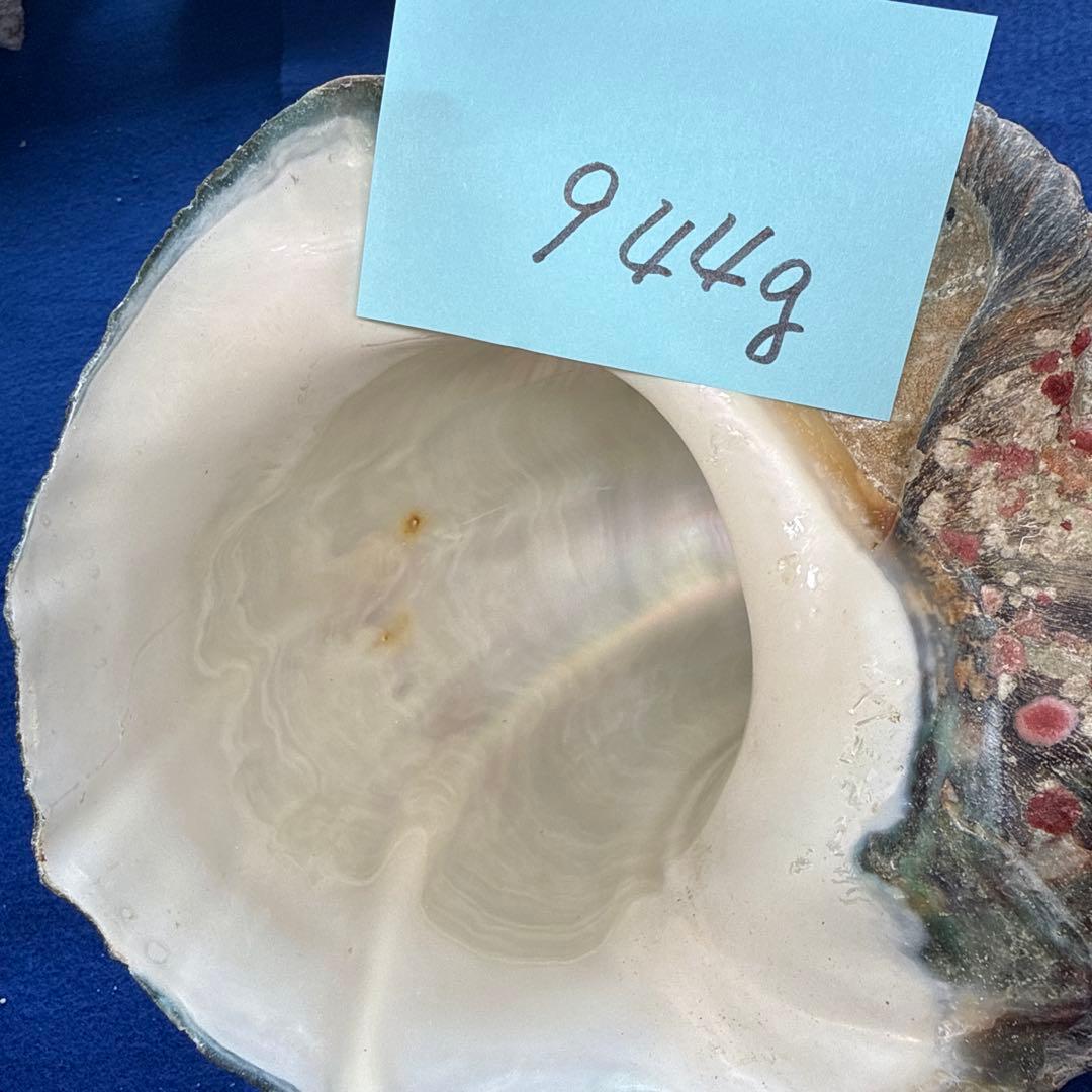 夜光貝　ヤコウ貝　まとめ売り　19個　17、0kg アクセサリー　ルアー