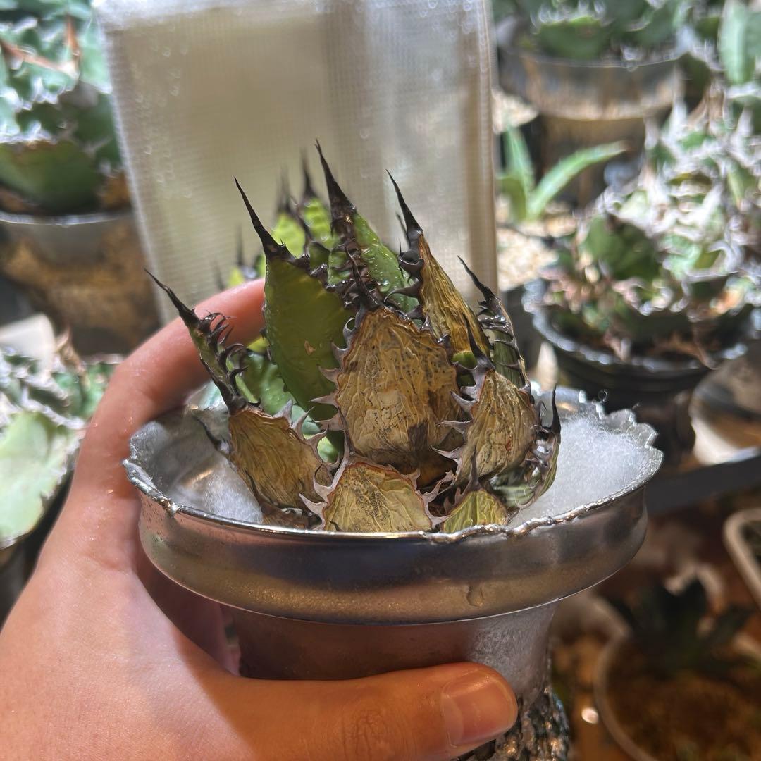 アガベ　old horrida ホリダ　陽炎　ドワーフ　特選S級選抜　発根済み