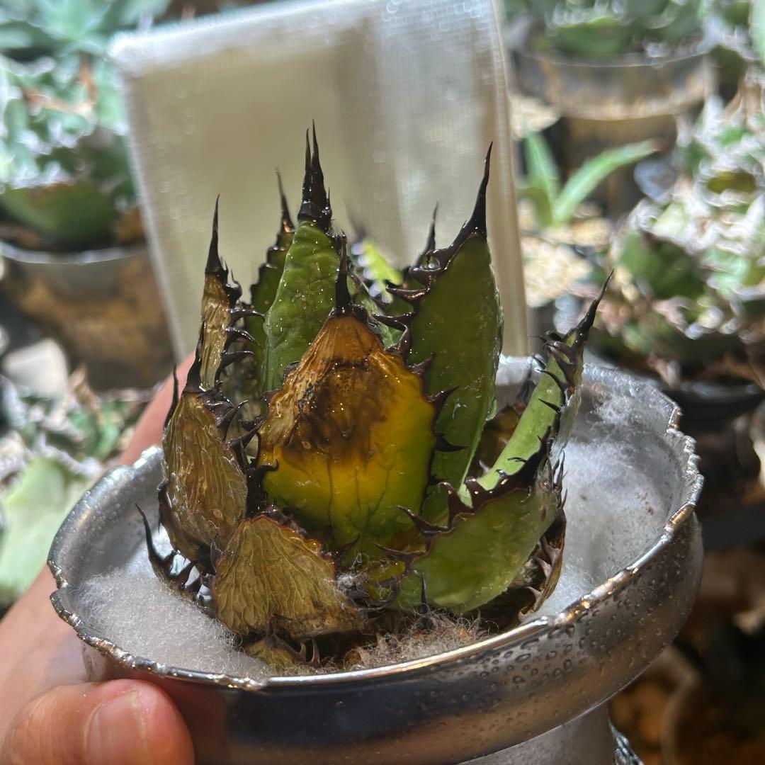 アガベ　old horrida ホリダ　陽炎　ドワーフ　特選S級選抜　発根済み
