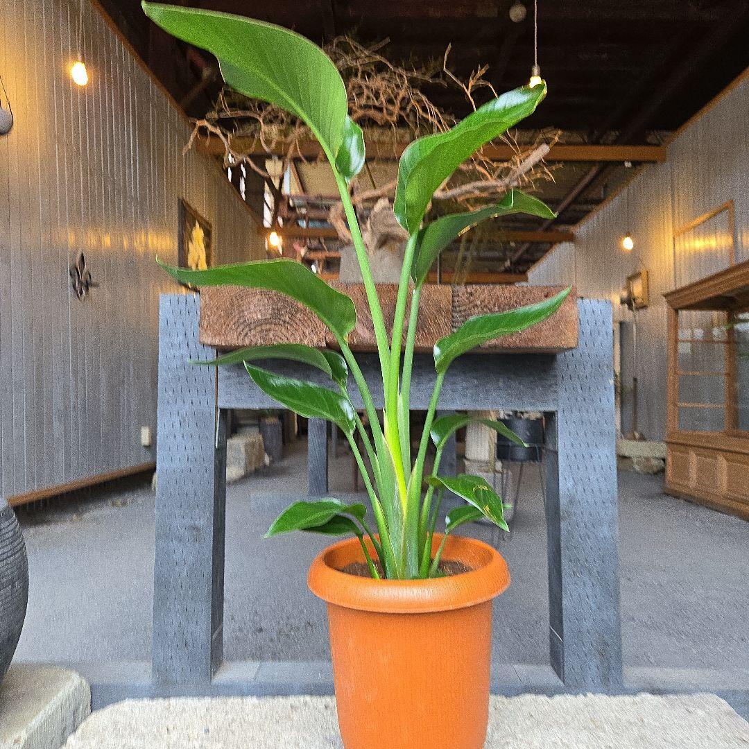 ①　ストレリチアオーガスタ　8号特大苗木最高等級極上　艶々‼️