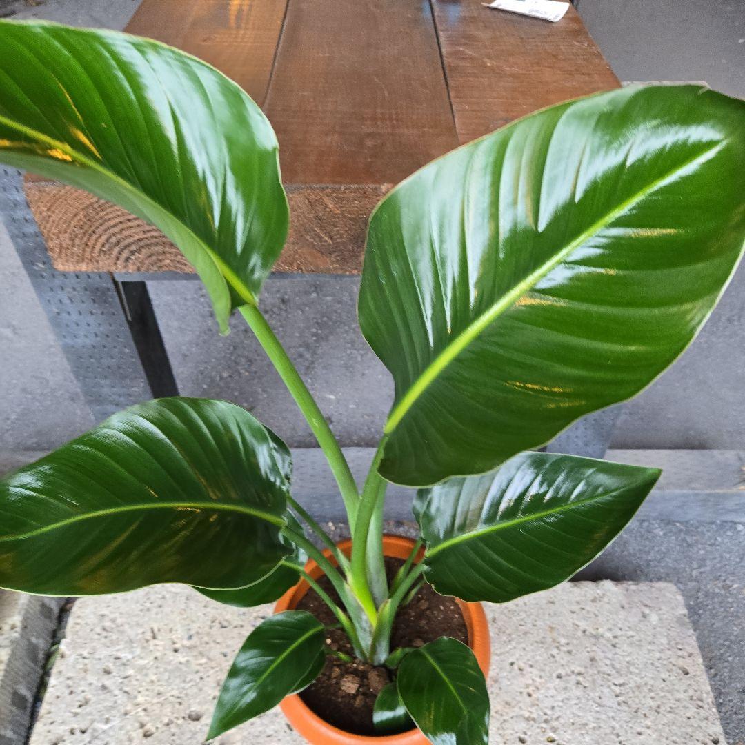 ①　ストレリチアオーガスタ　8号特大苗木最高等級極上　艶々‼️