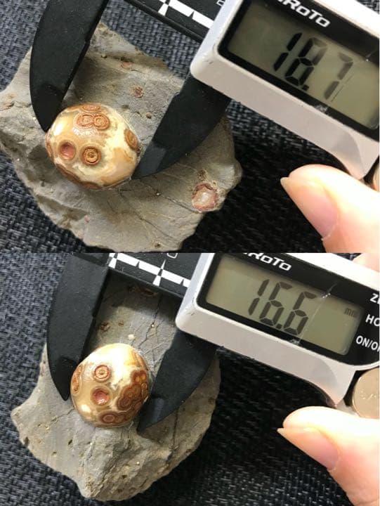 ゴビ石−988 眼石　鉱物標本