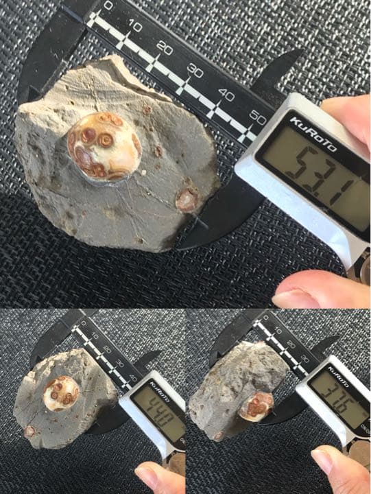 ゴビ石−988 眼石　鉱物標本
