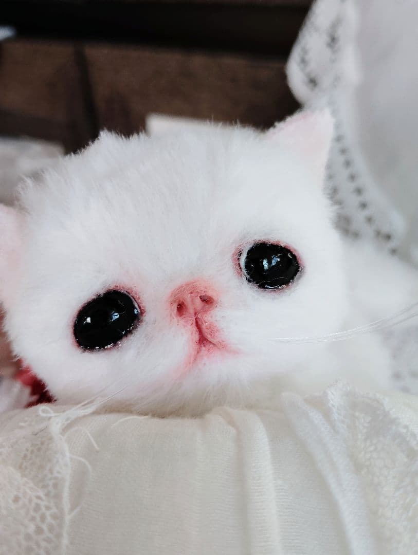 まなあきちゃん御予約❤ちゅるんオメメの子猫ちゃん♡うるうる♡アートドール♡
