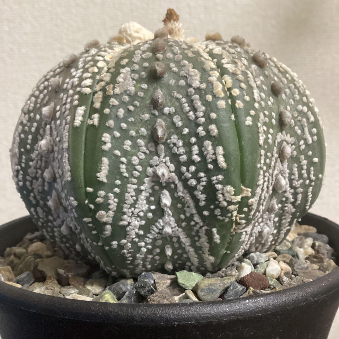 １１年目の実生スーパー兜　超大株　直径約9ｃｍ　鉢ごとメルカリ便発送　義援金