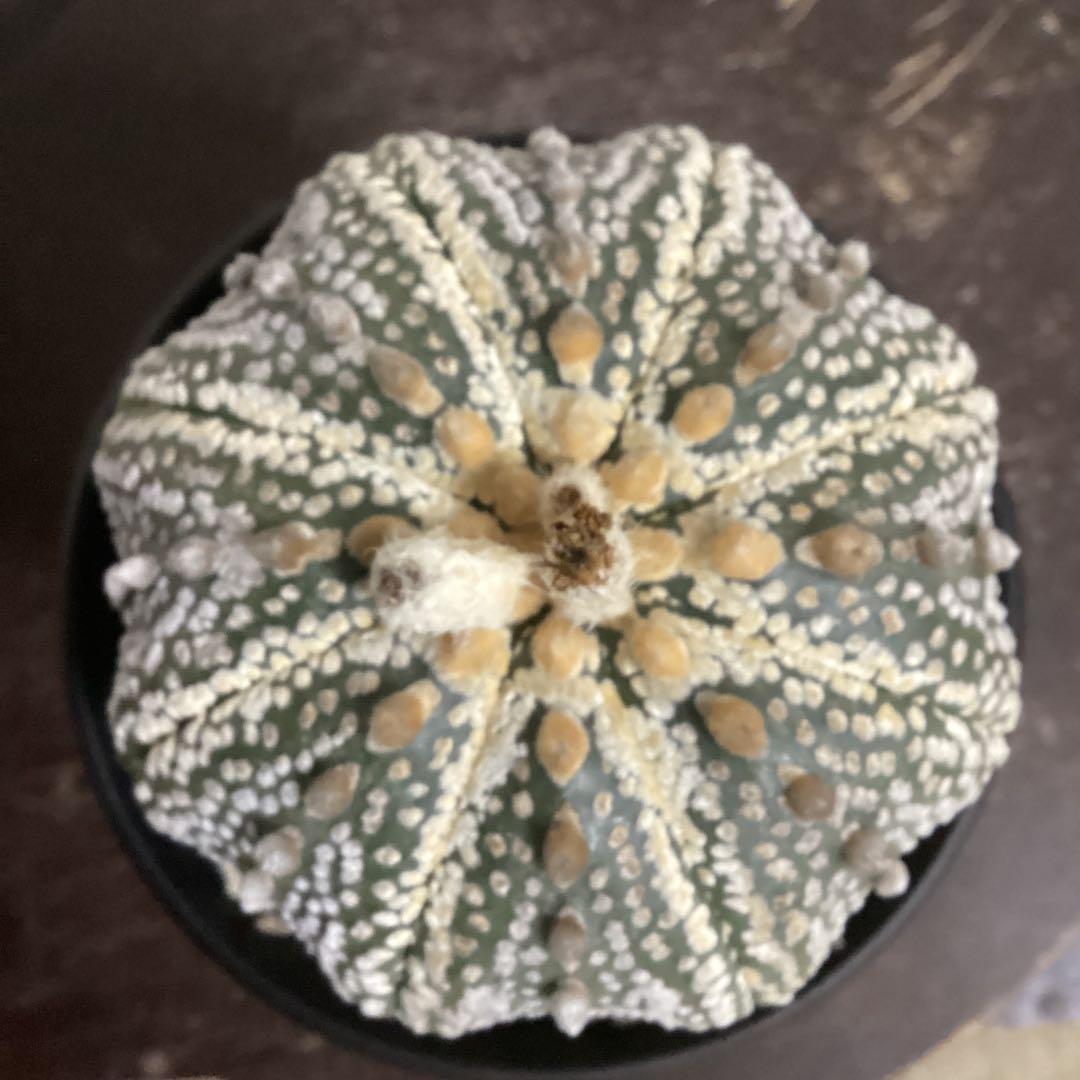 １１年目の実生スーパー兜　超大株　直径約9ｃｍ　鉢ごとメルカリ便発送　義援金