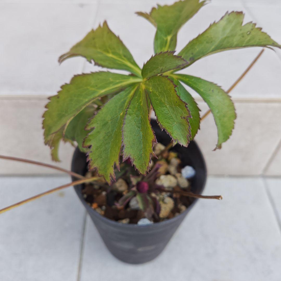 ヒ*イ様 クリスマスローズ 吉田園芸 ddレッド 株分け