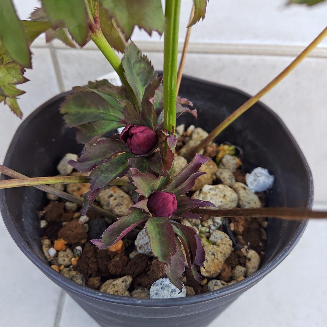 ヒ*イ様 クリスマスローズ 吉田園芸 ddレッド 株分け