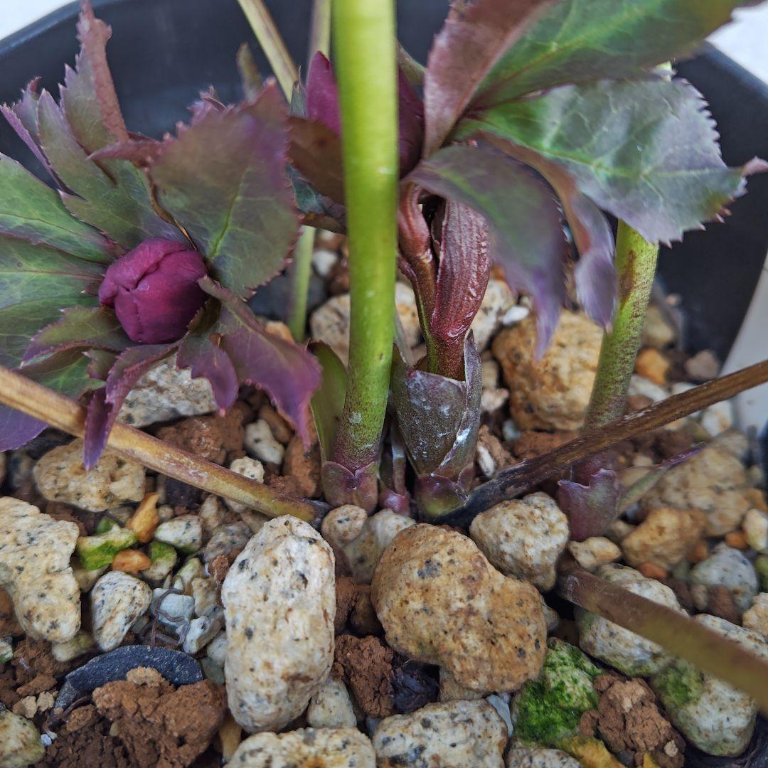 ヒ*イ様 クリスマスローズ 吉田園芸 ddレッド 株分け