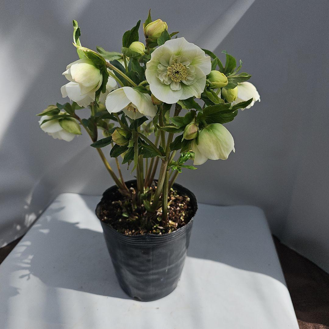 クリスマスローズ５号　ホワイトセミダブル×ダブル　二種植え