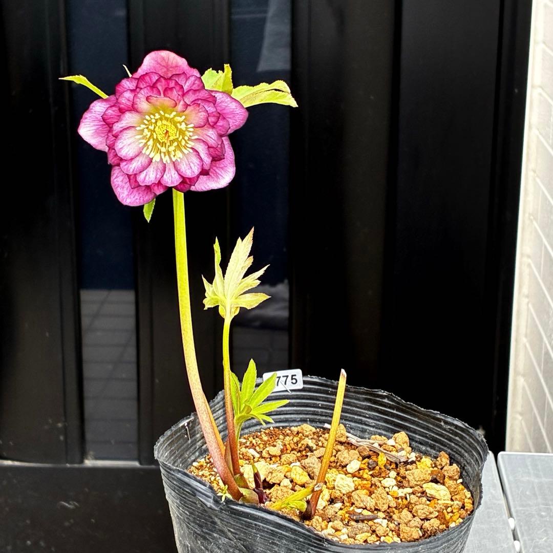 3775☘️2年間管理株☘️ ⭐️黒ピコ⭐️赤⭐️加藤農園⭐️