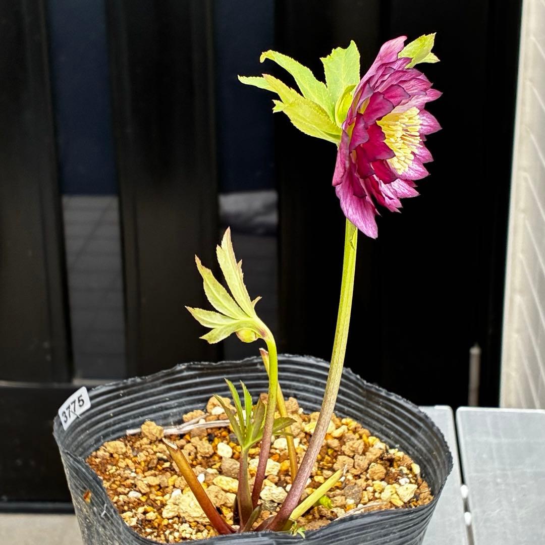 3775☘️2年間管理株☘️ ⭐️黒ピコ⭐️赤⭐️加藤農園⭐️