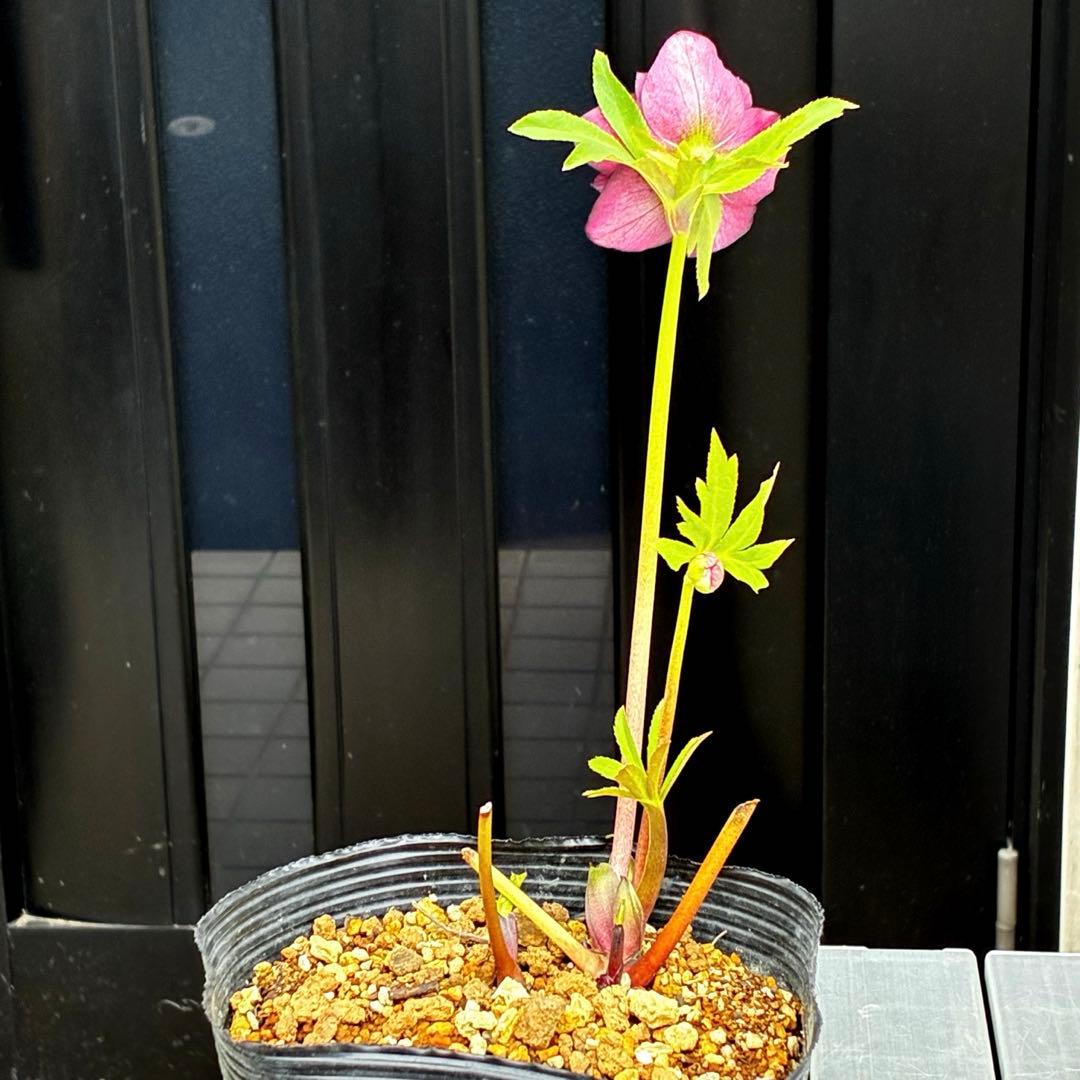 3775☘️2年間管理株☘️ ⭐️黒ピコ⭐️赤⭐️加藤農園⭐️