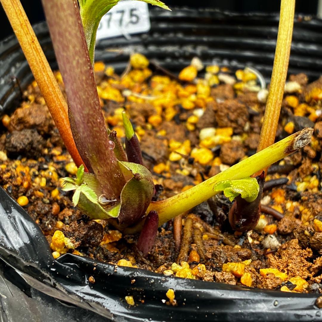 3775☘️2年間管理株☘️ ⭐️黒ピコ⭐️赤⭐️加藤農園⭐️