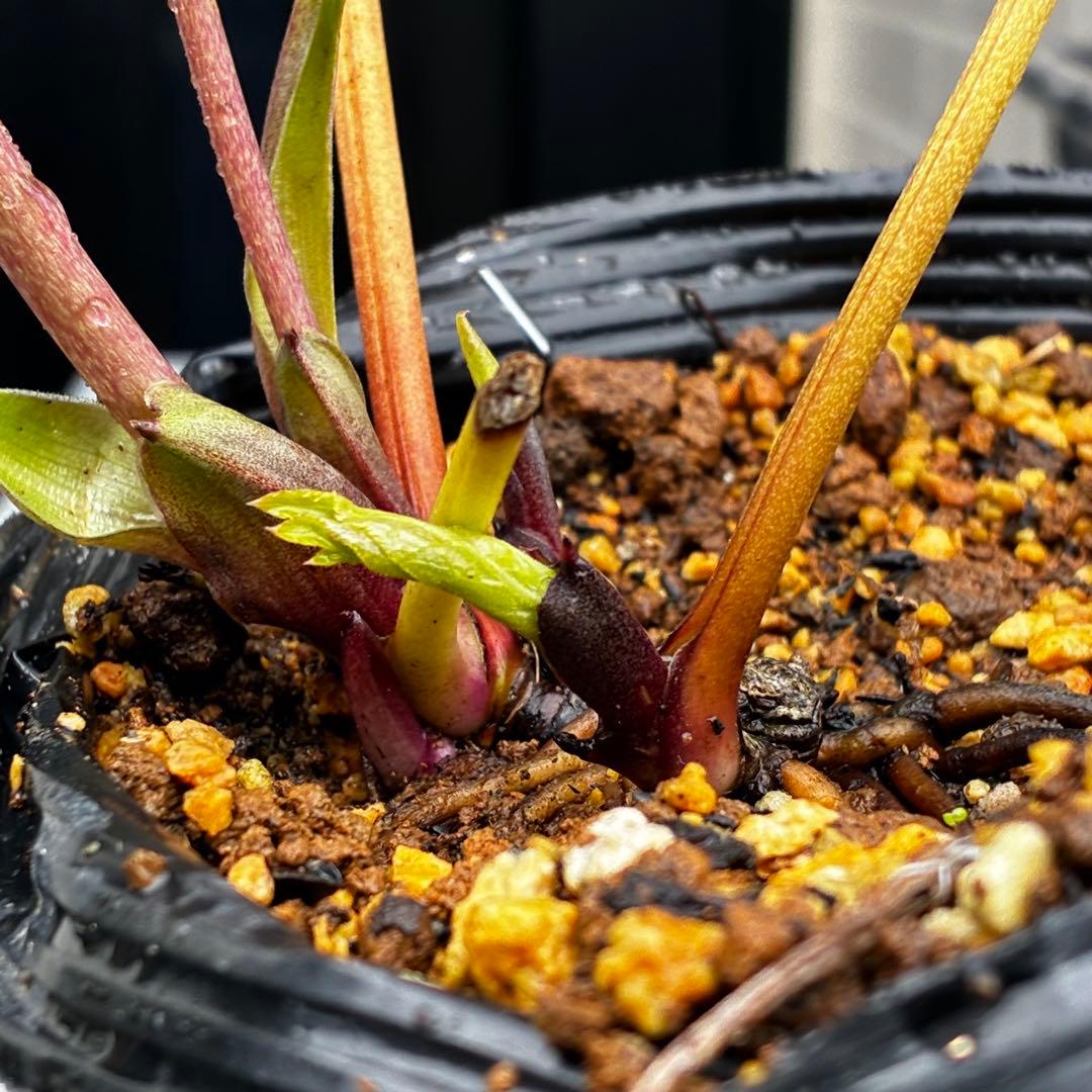 3775☘️2年間管理株☘️ ⭐️黒ピコ⭐️赤⭐️加藤農園⭐️