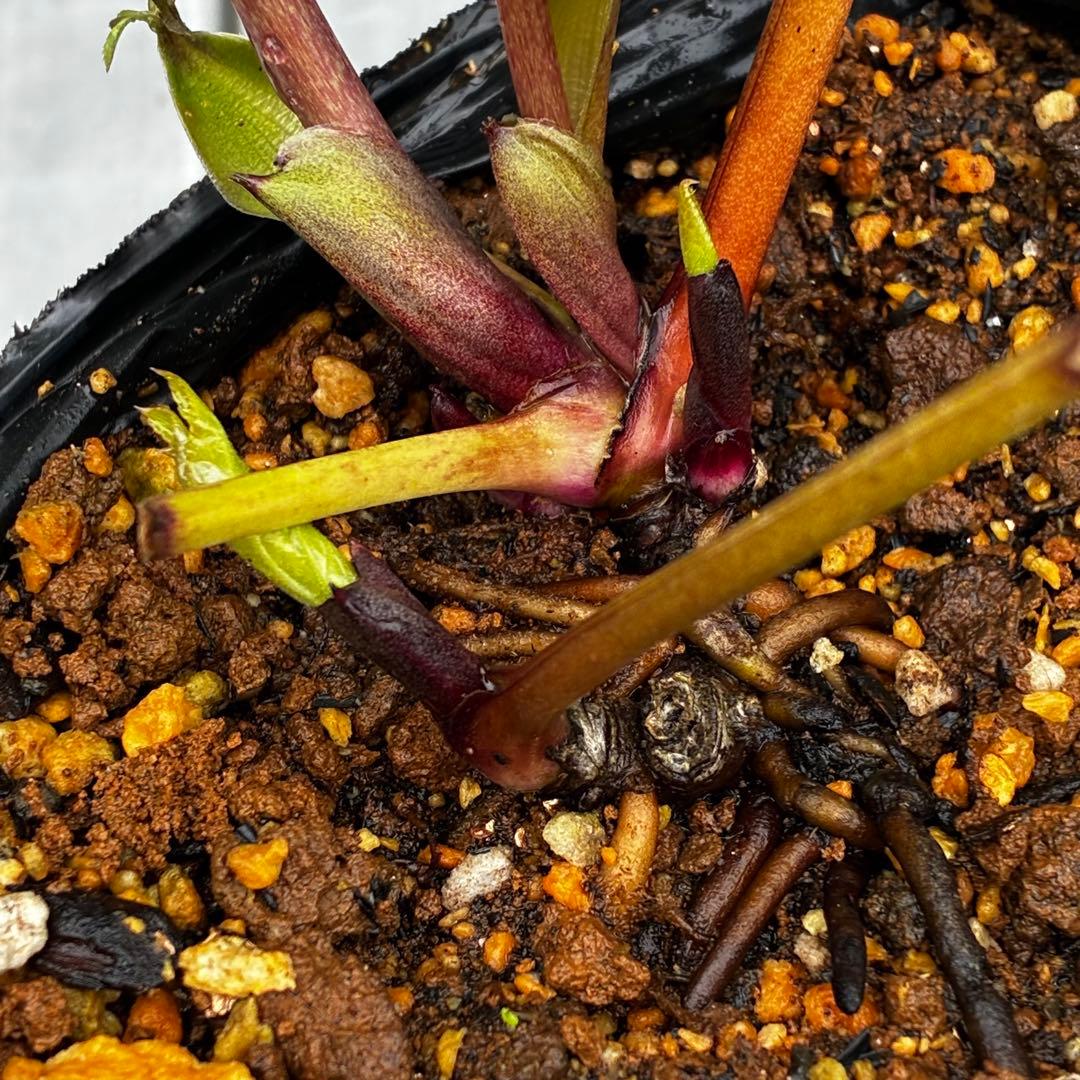 3775☘️2年間管理株☘️ ⭐️黒ピコ⭐️赤⭐️加藤農園⭐️